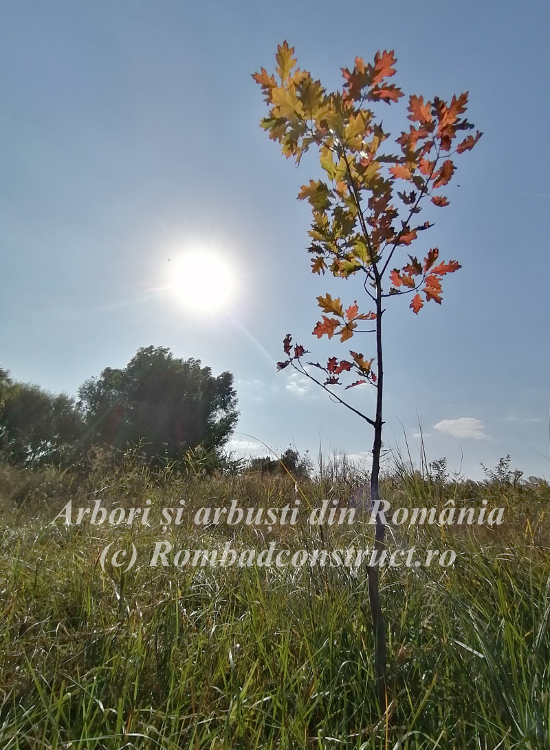 Arbori din Romania