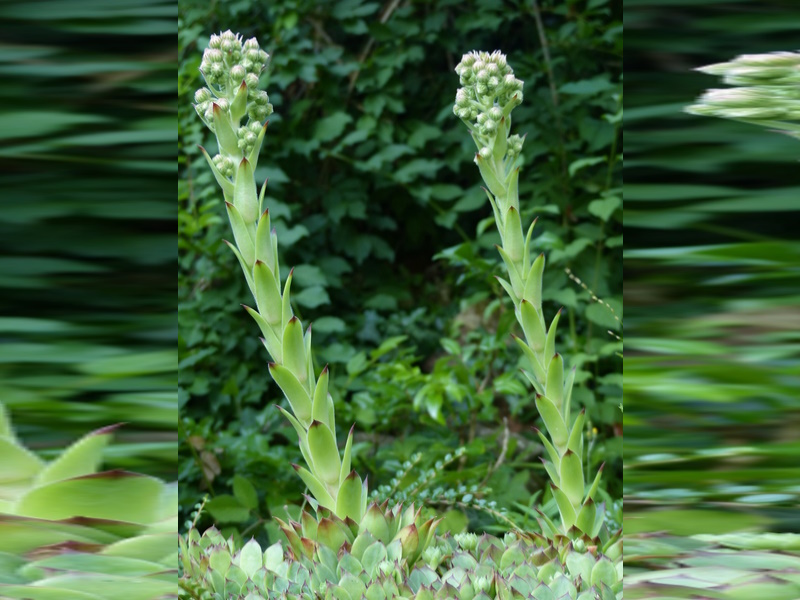 
    Floare planta urechelnita