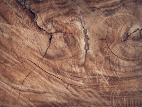
    Defecte de structura ale lemnului