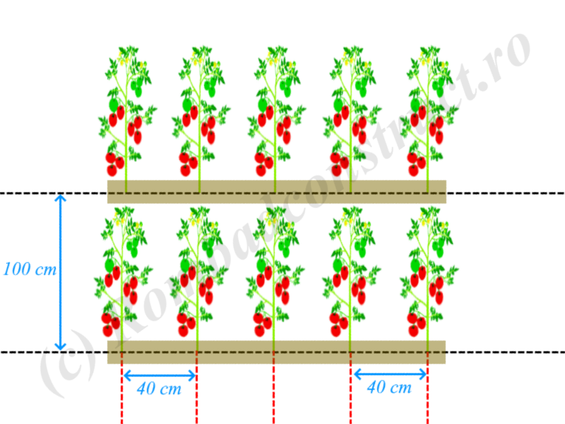 Schema plantare rosii nedeterminate